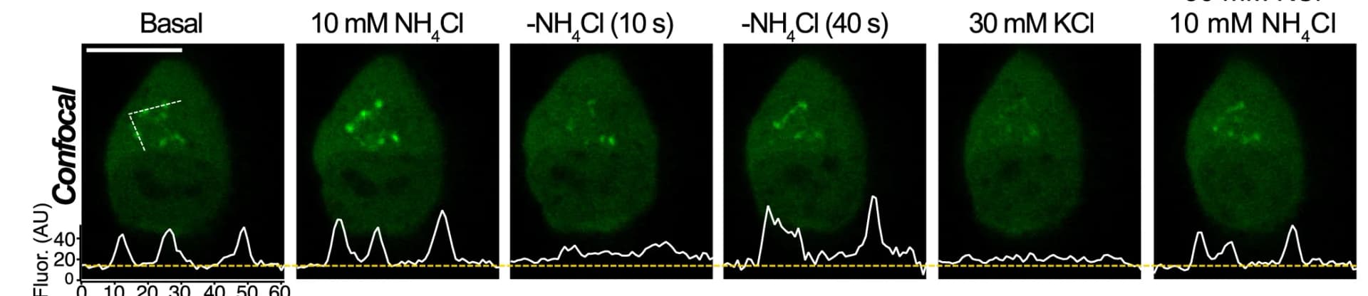 Open access visualization of Microscopy, Line Plot, Confocal Microscopy, MIN6 Cell, GFP-OSBP