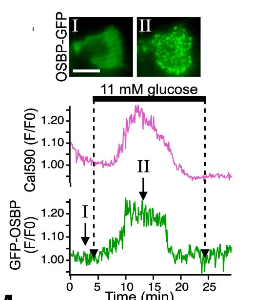 Open access visualization of Line Plot, Microscopy, TIRF Microscopy, GFP-OSBP, Cal590