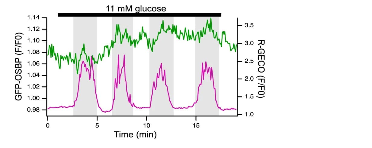 Open access visualization of Line Plot, TIRF Microscopy, GFP-OSBP, Calcium Indicator, R-GECO