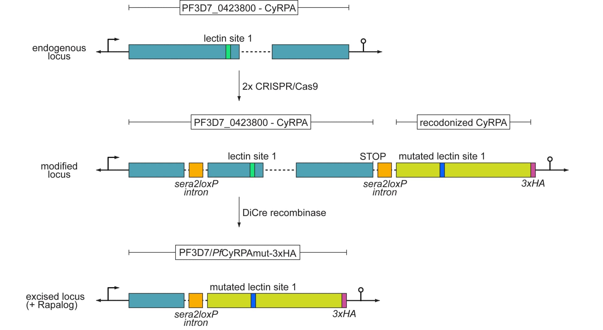 Open access visualization of Workflow, Illustration, CRISPR-Cas9, Genome Editing, Transgenic Parasite Lines