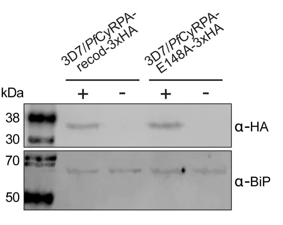 Open access visualization of Gel, Western Blot Analysis, 3xHA-taggedPfCyRPA, Parasite Lines, Rapalog