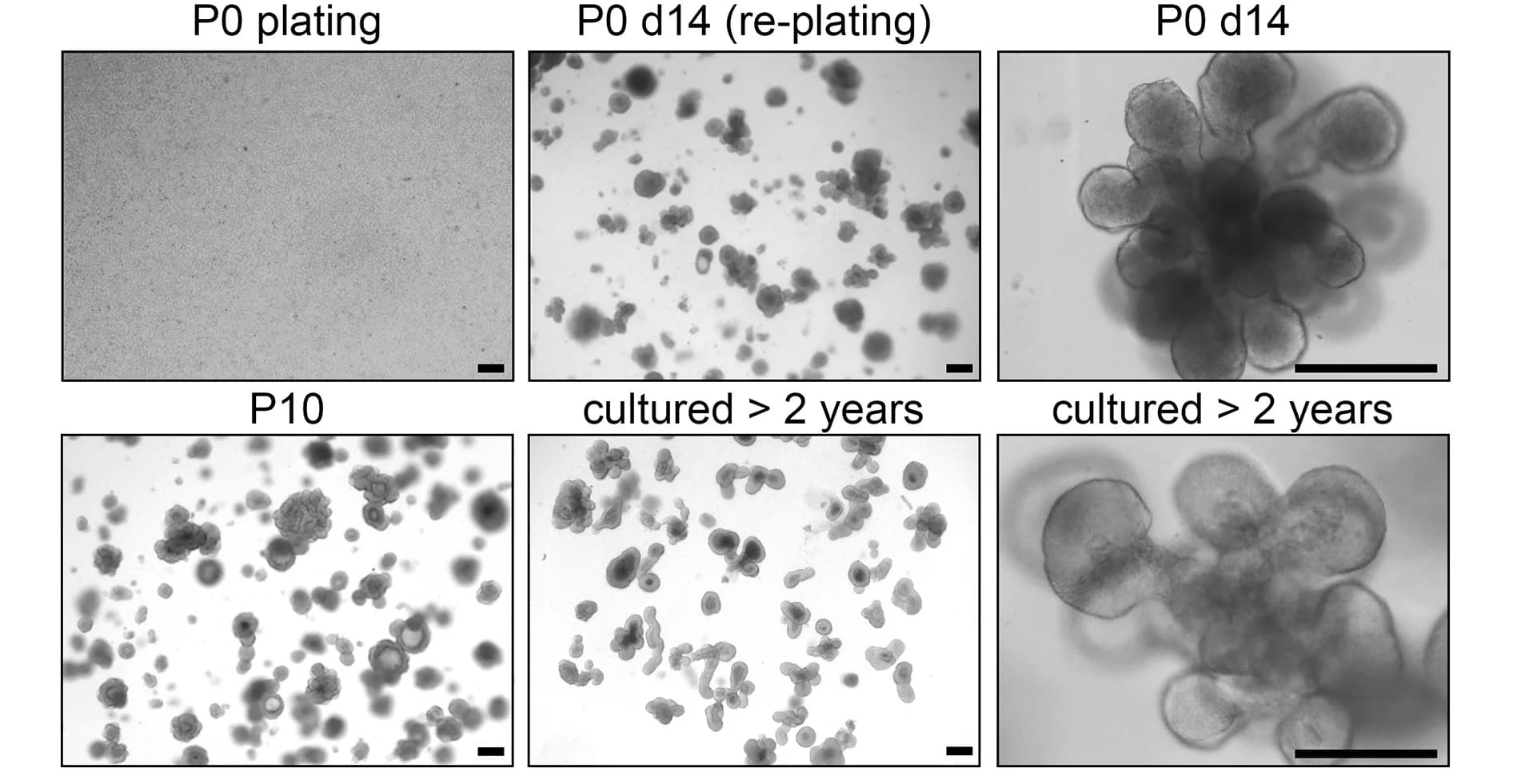 Open access visualization of Microscopy, TEC Organoids, BME, Primary Plating, Re-plating