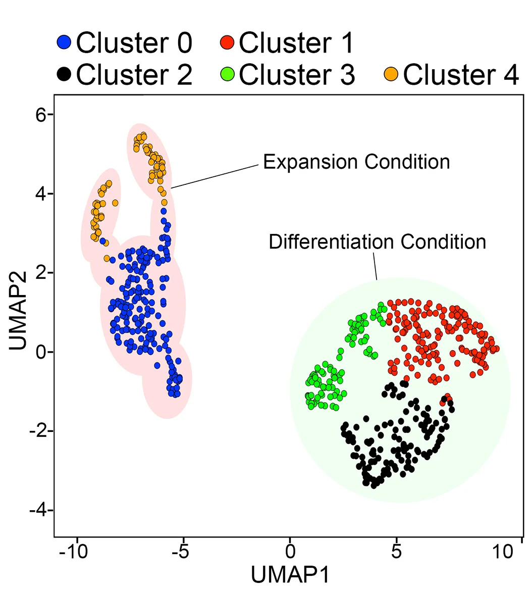 Open access visualization of Scatter Plot, UMAP, TEC Organoid, Single-Cell RNA Sequencing, Clusters