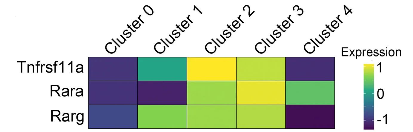 Open access visualization of Heatmap, Tnfrsf11a (RANK), Rara, Rarg, Retinoic Acid Receptors