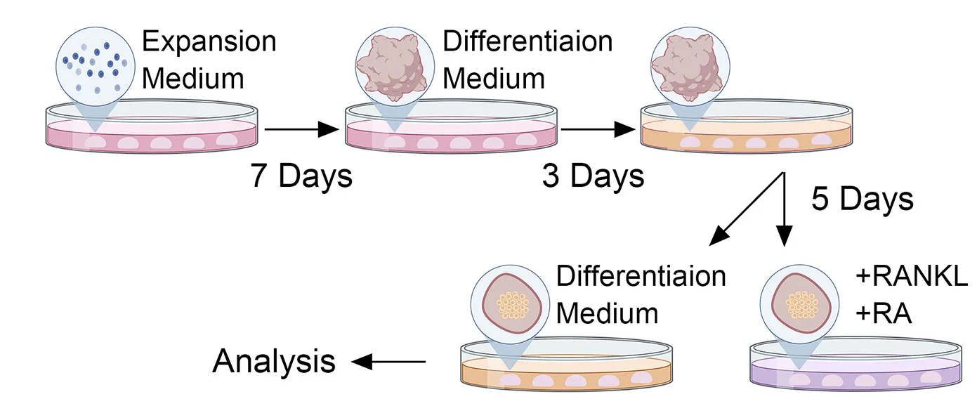 Open access visualization of Workflow, Flowchart, Schematic Representation, Differentiation Procedure, TEC Organoids