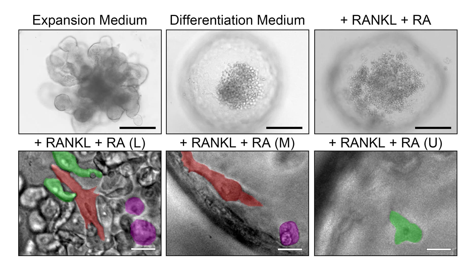 Open access visualization of Microscopy, Photo, Morphology, EM, DM