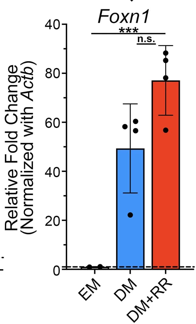 Open access visualization of Bar Plot, Error Bars, qPCR Analysis, Foxn1, TEC Organoids