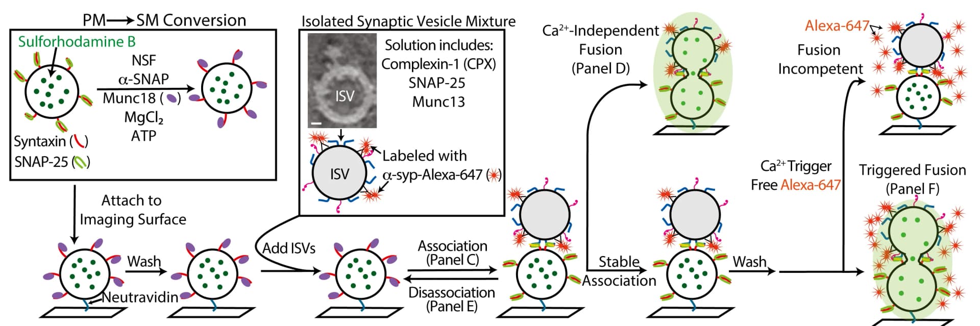 Open access visualization of Workflow, Illustration, Experimental Scheme