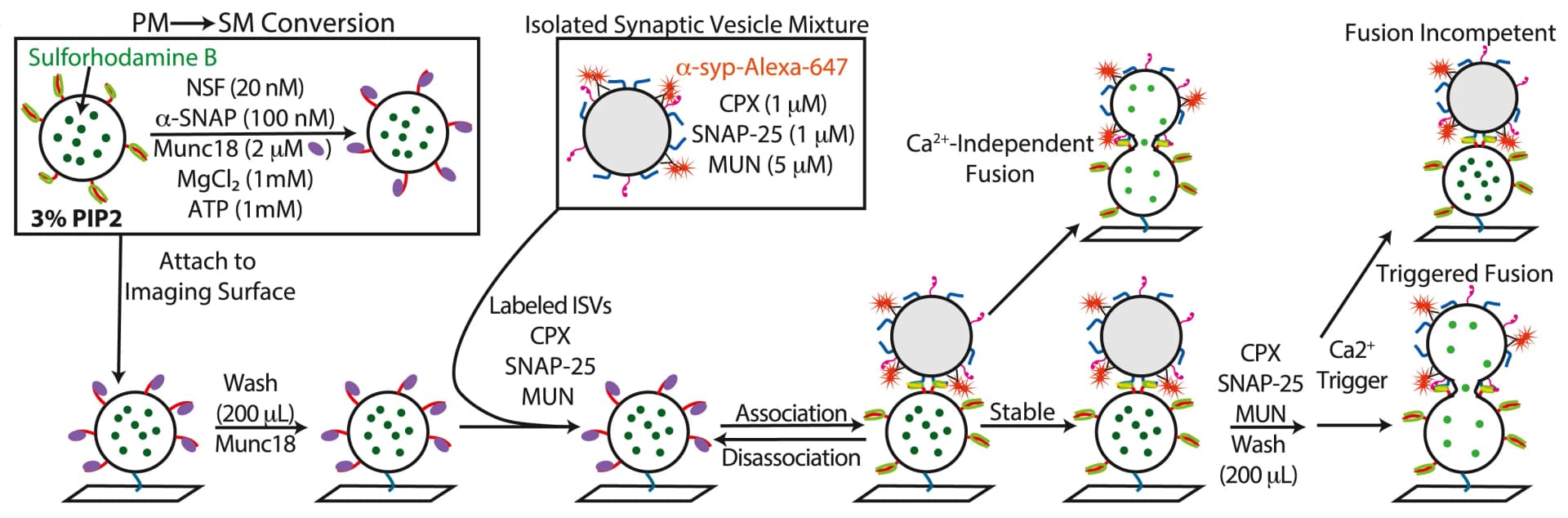 Open access visualization of Workflow, Flowchart, Illustration, ISV-SM System, ISV-PM System