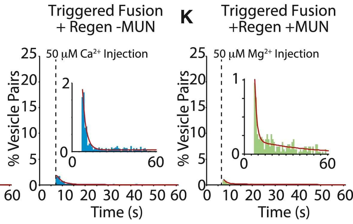 Open access visualization of Histogram, Line Plot, Ca2+-Triggered Fusion, MUN, Exponential Decays