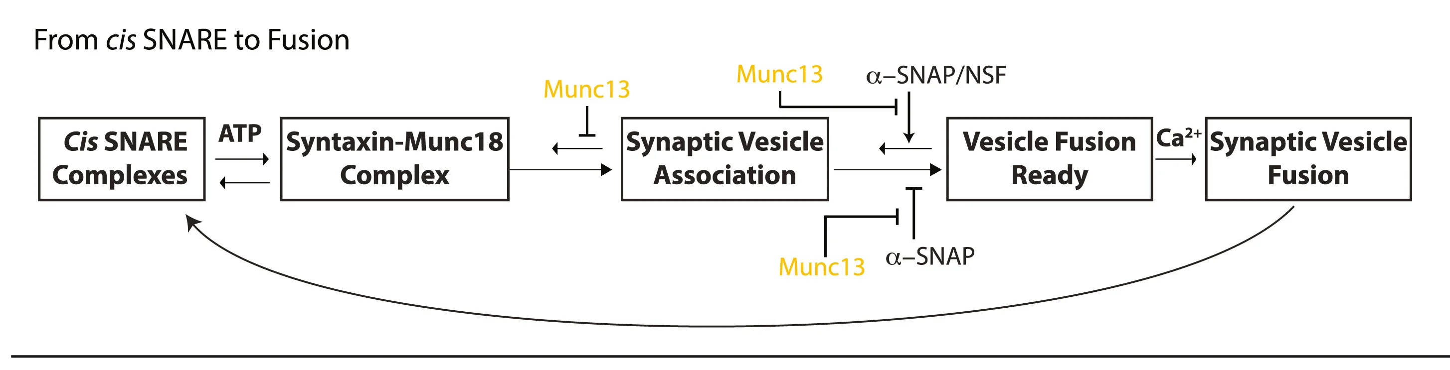 Open access visualization of Workflow, Flowchart, Ternary cisSNARE, Syntaxin-Munc18 Complexes, NSF-alpha-SNAP