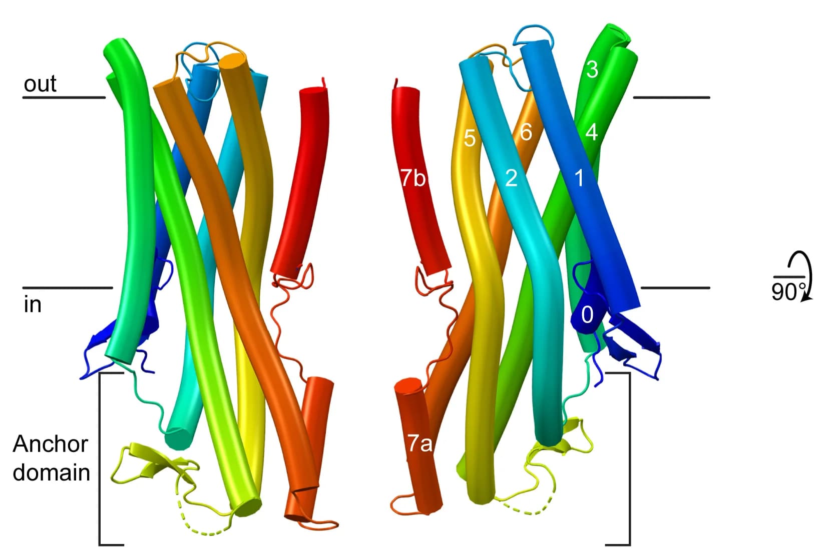 Open access visualization of Protein Structure, Cartoon Representation, BmGr9, Subunits, Membrane Plane