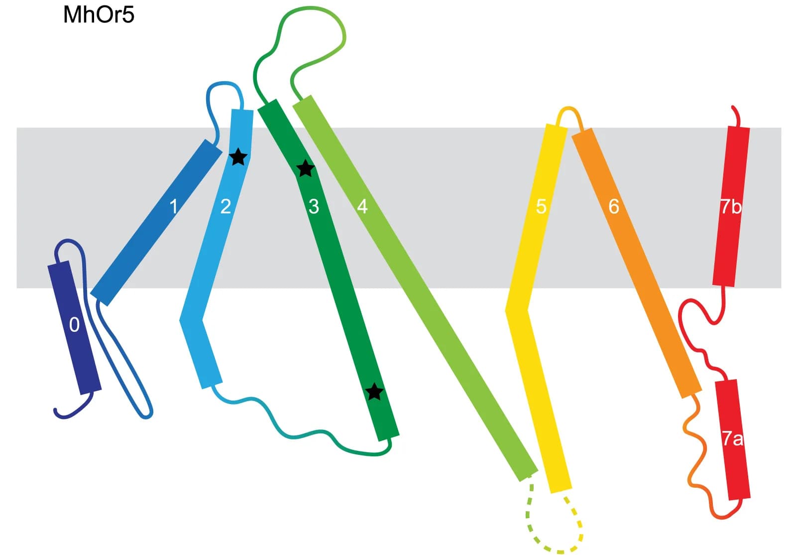 Open access visualization of Illustration, Topology Diagram, MhOr5, BmGr9, Loop Lengths