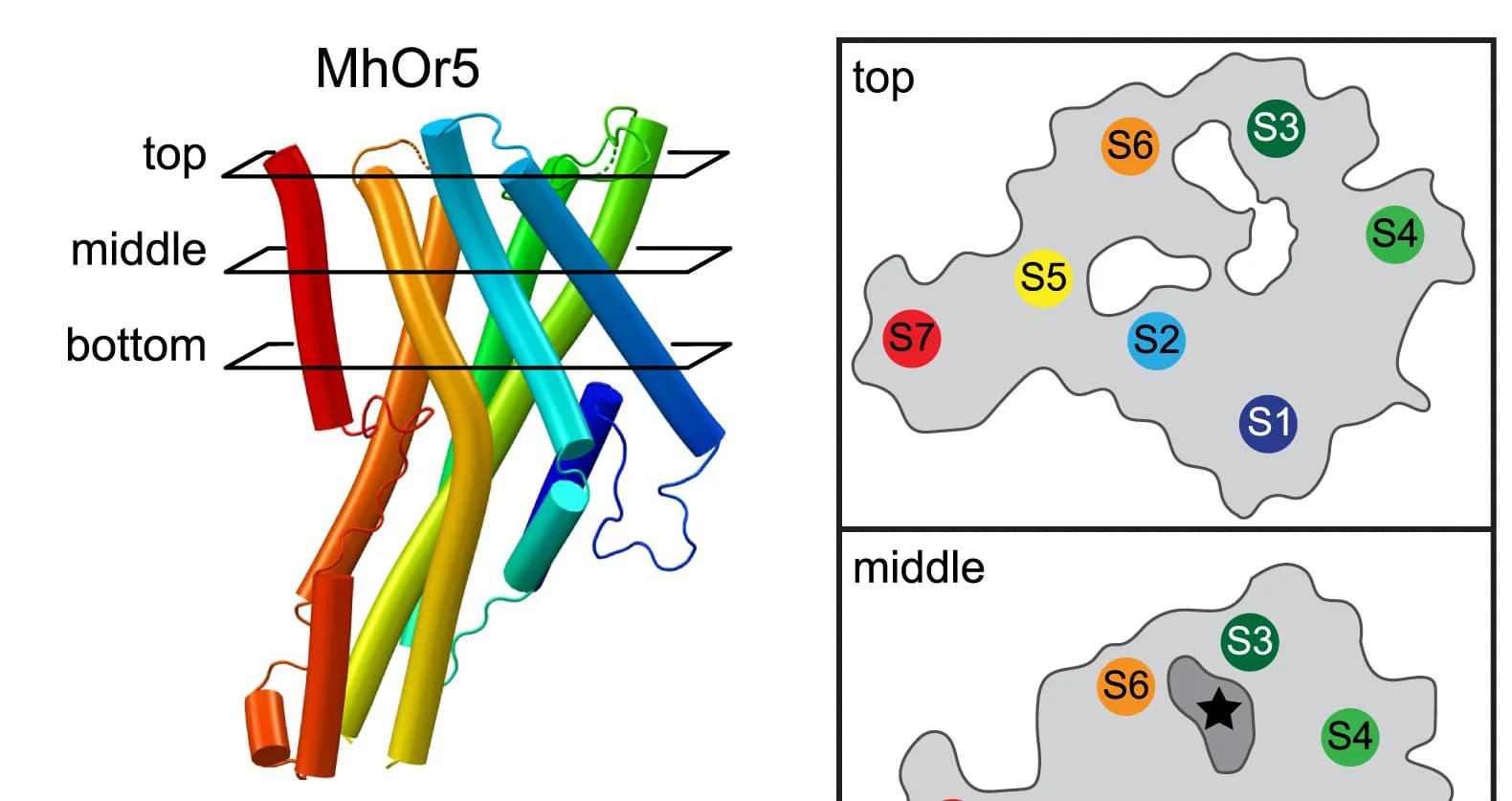Open access visualization of Protein Structure, Helix Packing, Protein Surface, Internal Cavities, MhOr5