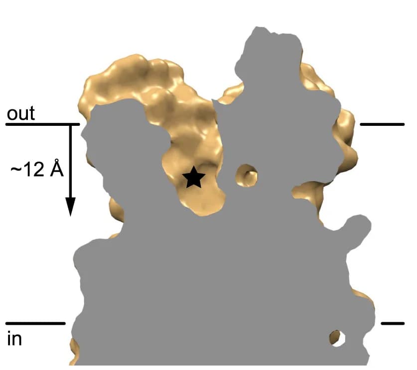 Open access visualization of Protein Structure, Vertical Slice, Ligand-Binding Pocket, Transmembrane Domain, BmGr9