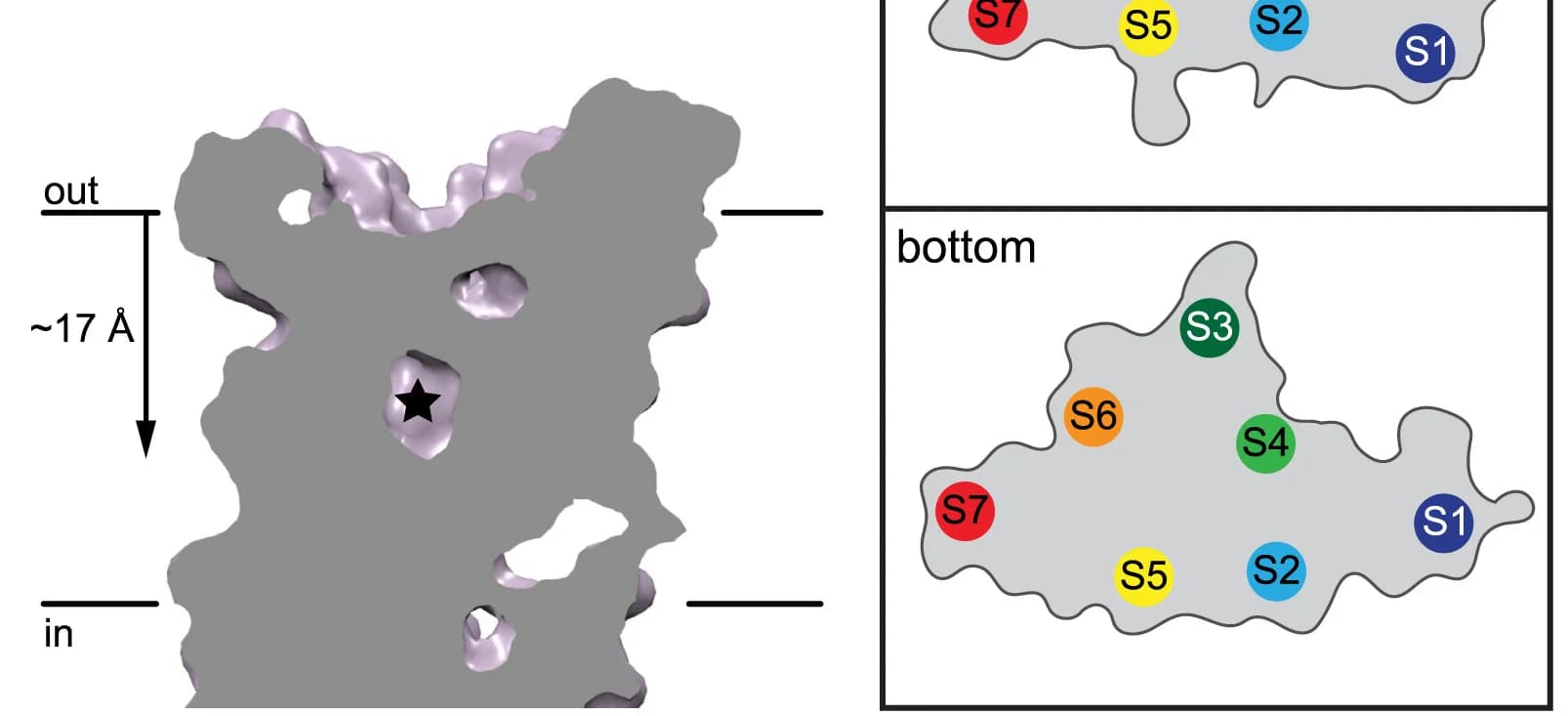 Open access visualization of Protein Structure, Vertical Slice, Ligand-Binding Pocket, Transmembrane Domain, MhOr5