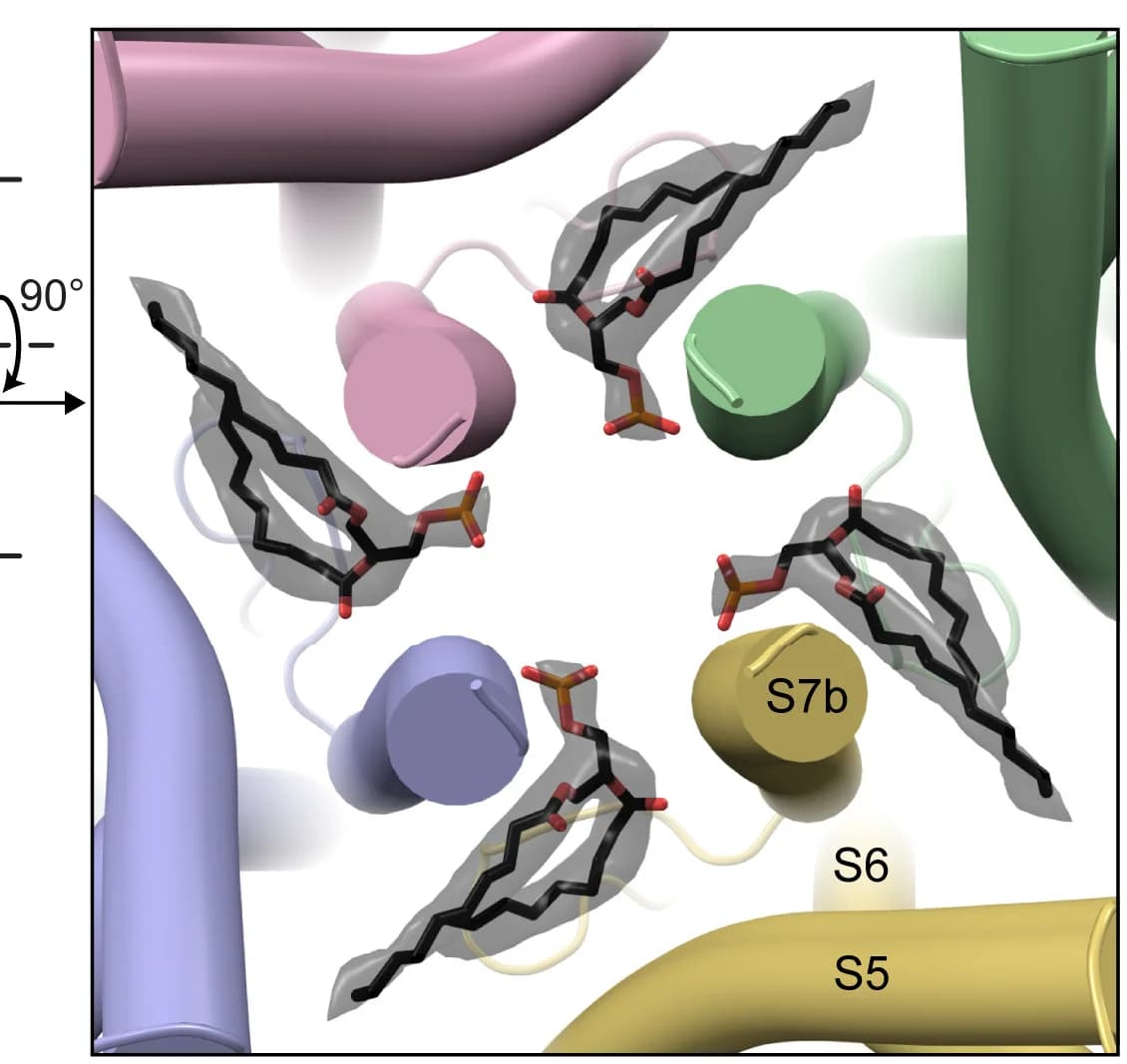 Open access visualization of Protein Structure, Chemical Structure, Cross-Section, Lipids, Head Groups