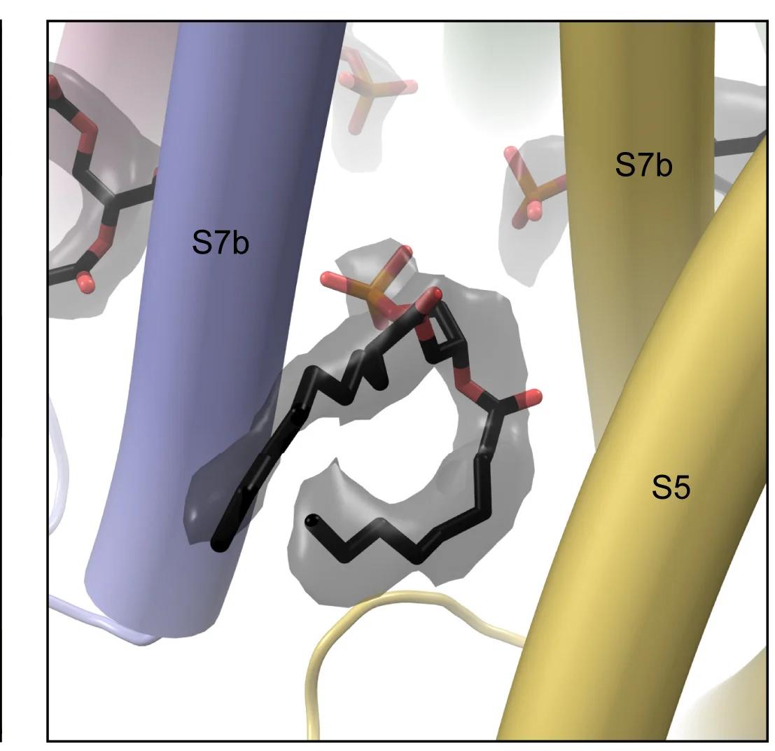 Open access visualization of Protein Structure, Chemical Structure, Membrane Plane, Lipid, Density