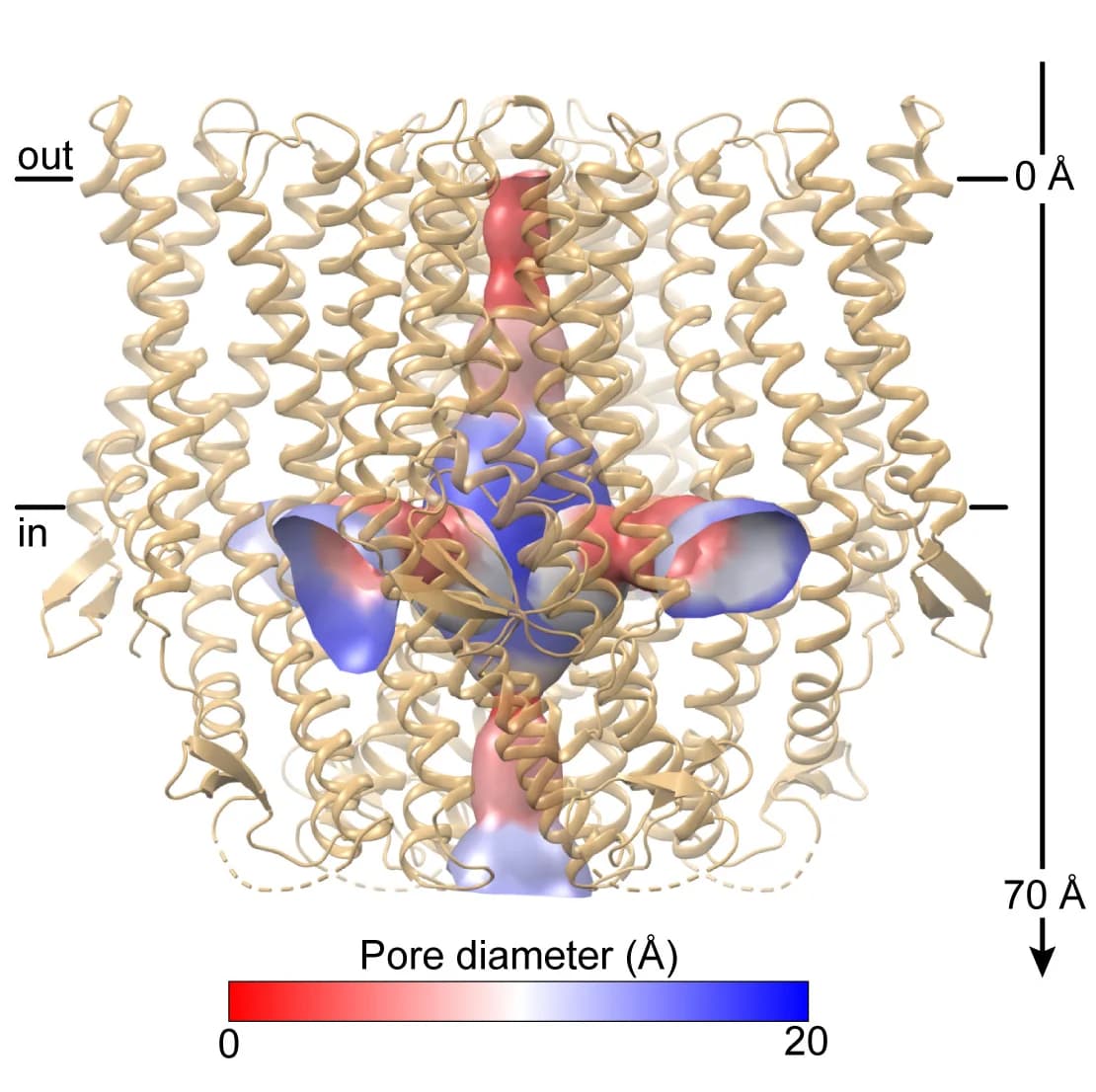 Open access visualization of Protein Structure, BmGr9, Ion Channel, Pore Diameter, Surface Representation