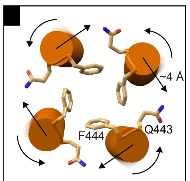 Open access visualization of Protein Structure, Chemical Structure, BmGr9, Ion Channel, Extracellular View