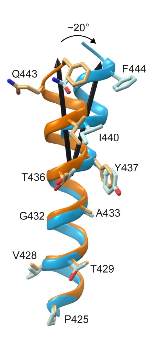 Open access visualization of Protein Structure, BmGr9, Ion Channel, S7b, Central Pore