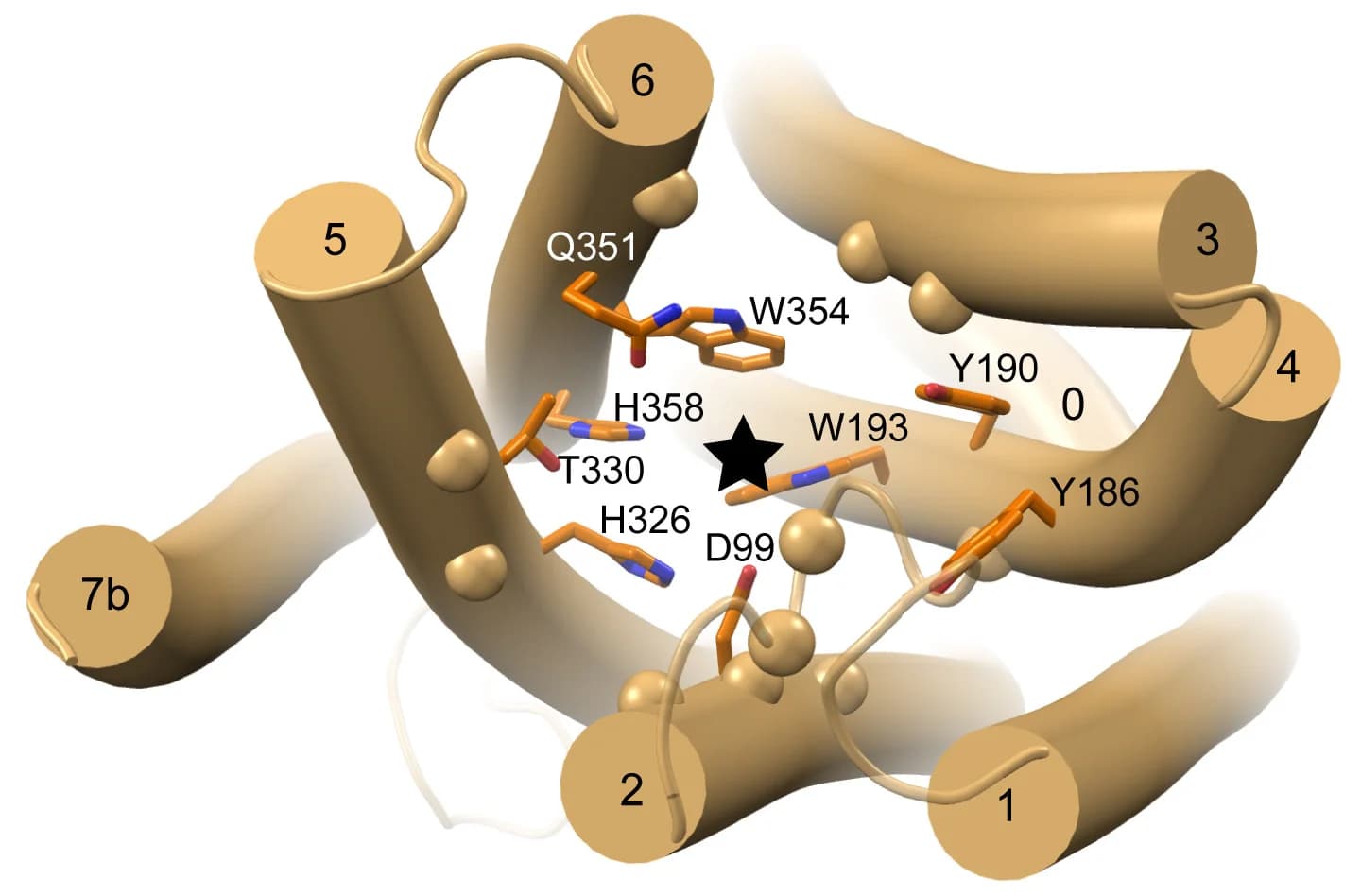 Open access visualization of Protein Structure, Cartoon View, BmGr9 Subunit, Extracellular Side, Fructose Position