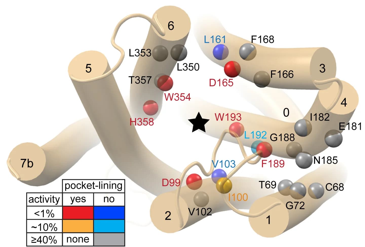 Open access visualization of Protein Structure, Alanine Substitutions, Sphere Representation, Side-Chain Orientation, Mutation Effect