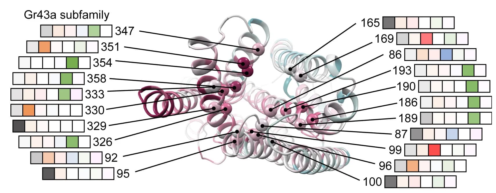 Open access visualization of Protein Structure, Subunits, GR Subfamily, Sequence Alignment, Amino Acid Frequencies