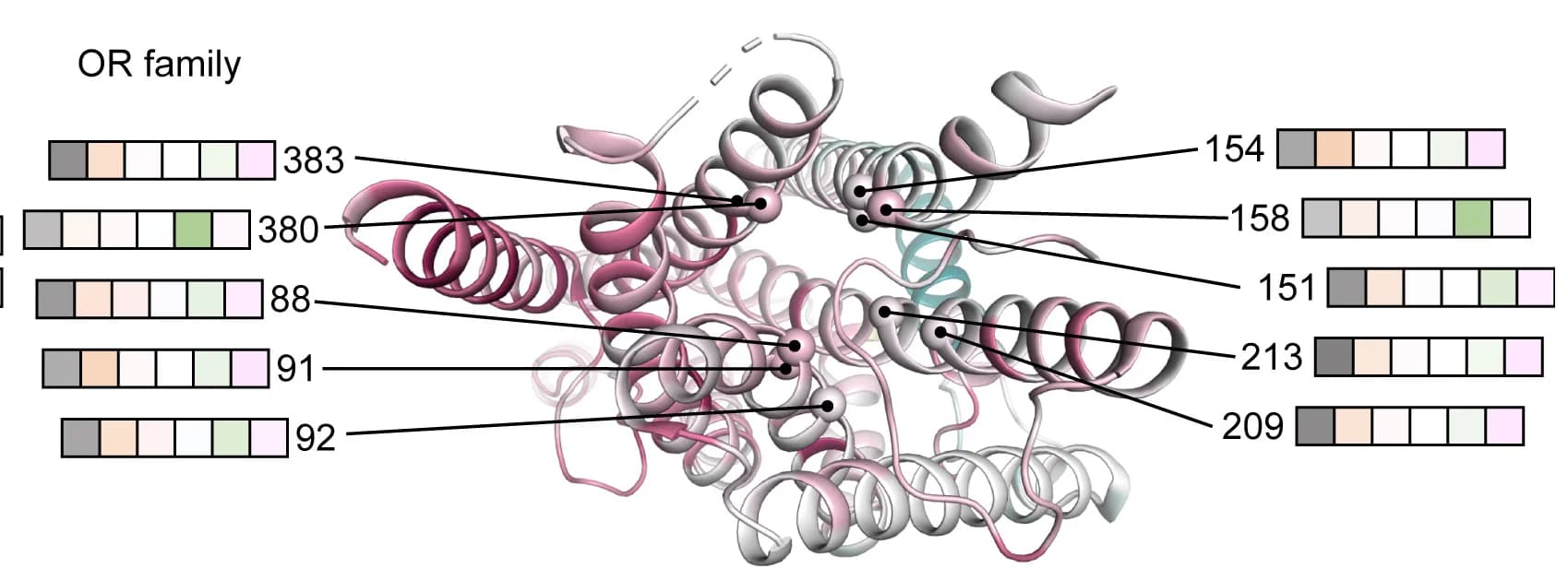 Open access visualization of Protein Structure, Illustration, Subunits, GR Subfamily, Sequence Alignment
