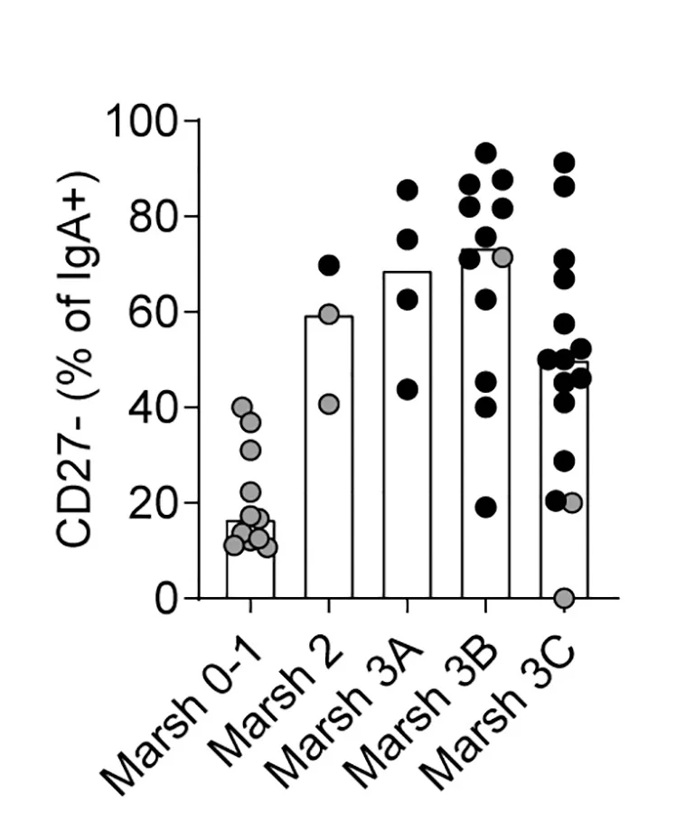 Open access visualization of Bar Plot, Scatter Plot, CD27- Cells, TG2-Specific IgA+B Cells, Marsh Score