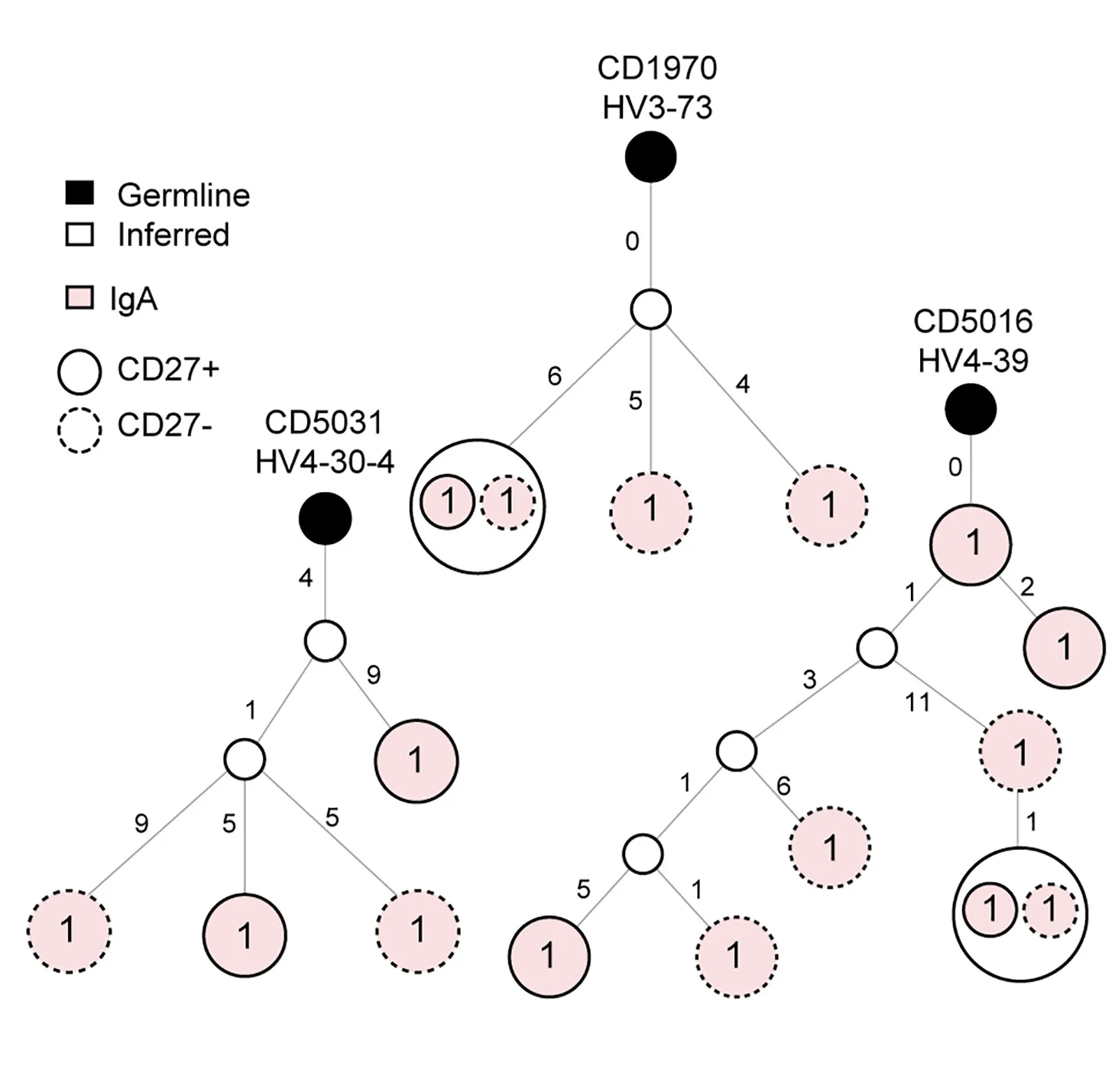 Open access visualization of Network, Pathway, Lineage Trees, TG2-specific Clones, CD27+ Cells