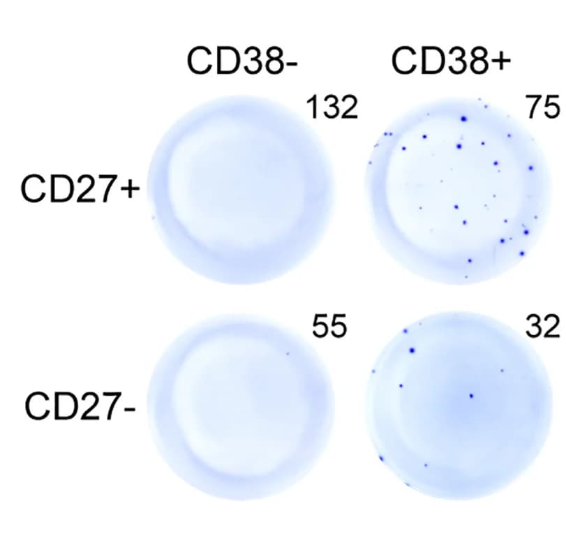 Open access visualization of Photo, ELISPOT, IgA-secreting Cells, Circulating IgA+B Cells, CD27