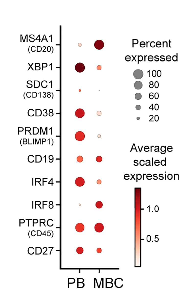 Open access visualization of Bubble Plot, Gene Expression, B Cell Differentiation, Memory B Cells, Plasma Blast