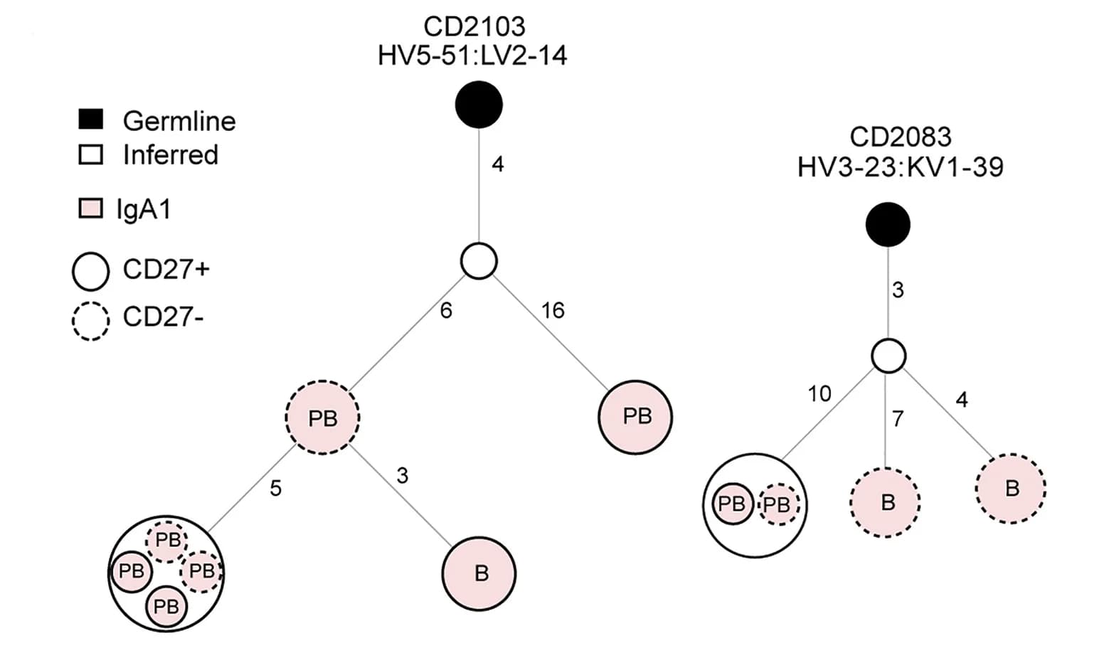 Open access visualization of Network, Pathway, Lineage Trees, Clonal Relationships, TG2-Specific MBCs
