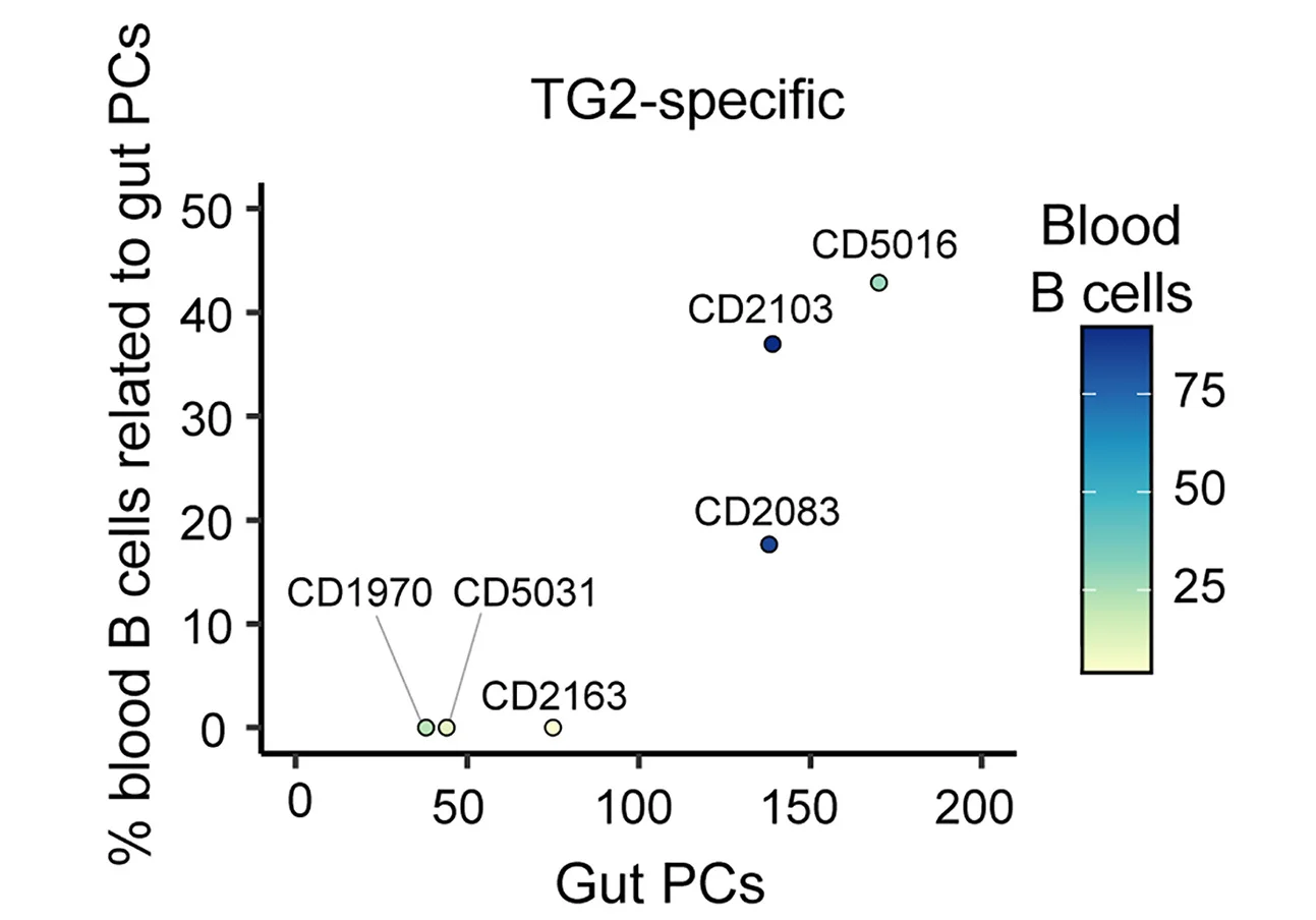 Open access visualization of Scatter Plot, Quantification, Clonal Relationships, TG2-Specific Gut Plasma Cells, IgA+B Cells