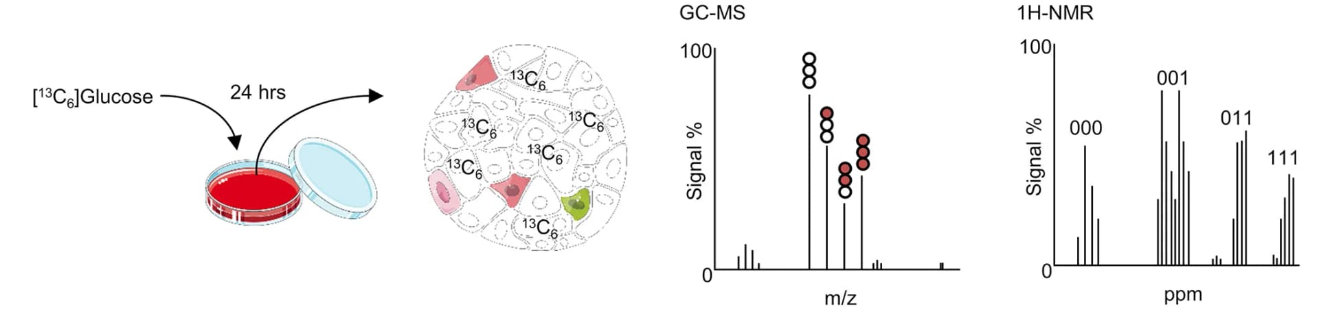 Open access visualization of Workflow, Bar Plot, GC-MS, 1H-NMR, 13C6glucose tracing
