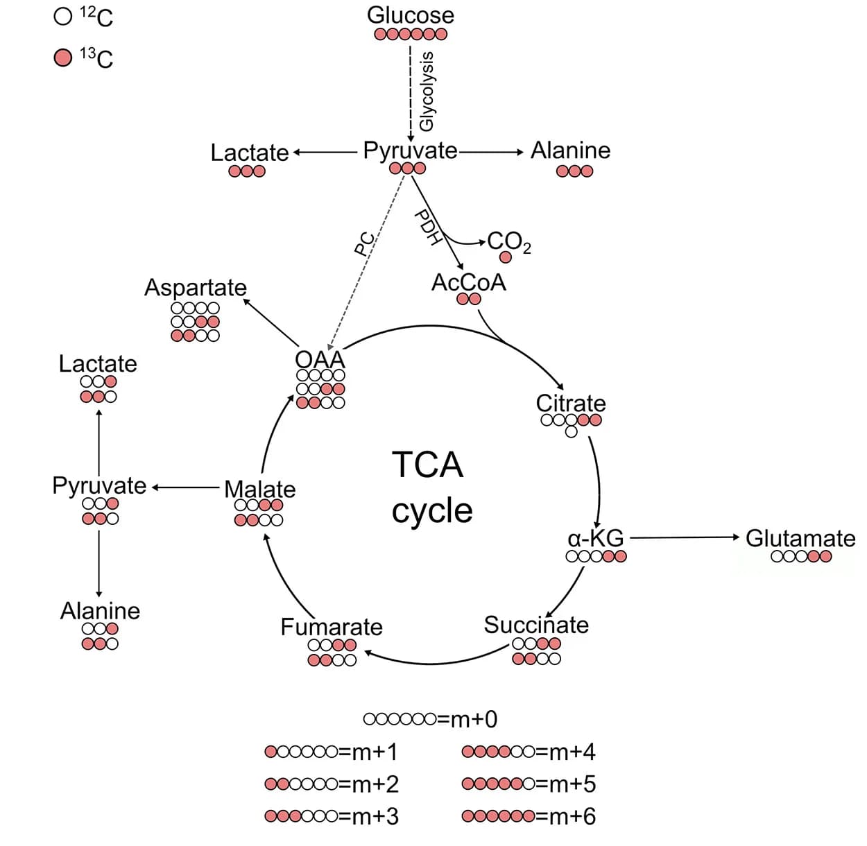 Open access visualization of Workflow, Pathway, MID Analysis, 13C6glucose tracing