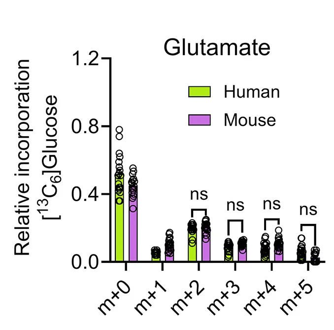 Open access visualization of Bar Plot, Clustered, Scatter Plot, MID Analysis, 13C6glucose
