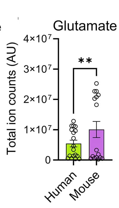 Open access visualization of Bar Plot, Error Bars, Scatter Plot, Glutamate