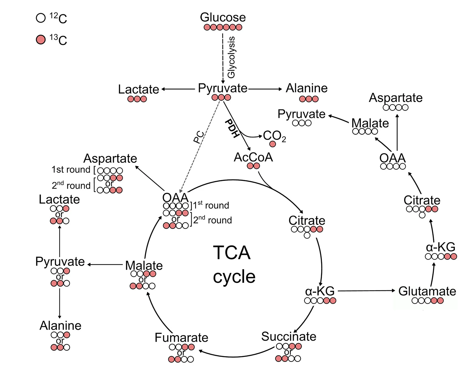 Open access visualization of Pathway, TCA Cycle, Glucose, Pyruvate, Acetyl-CoA