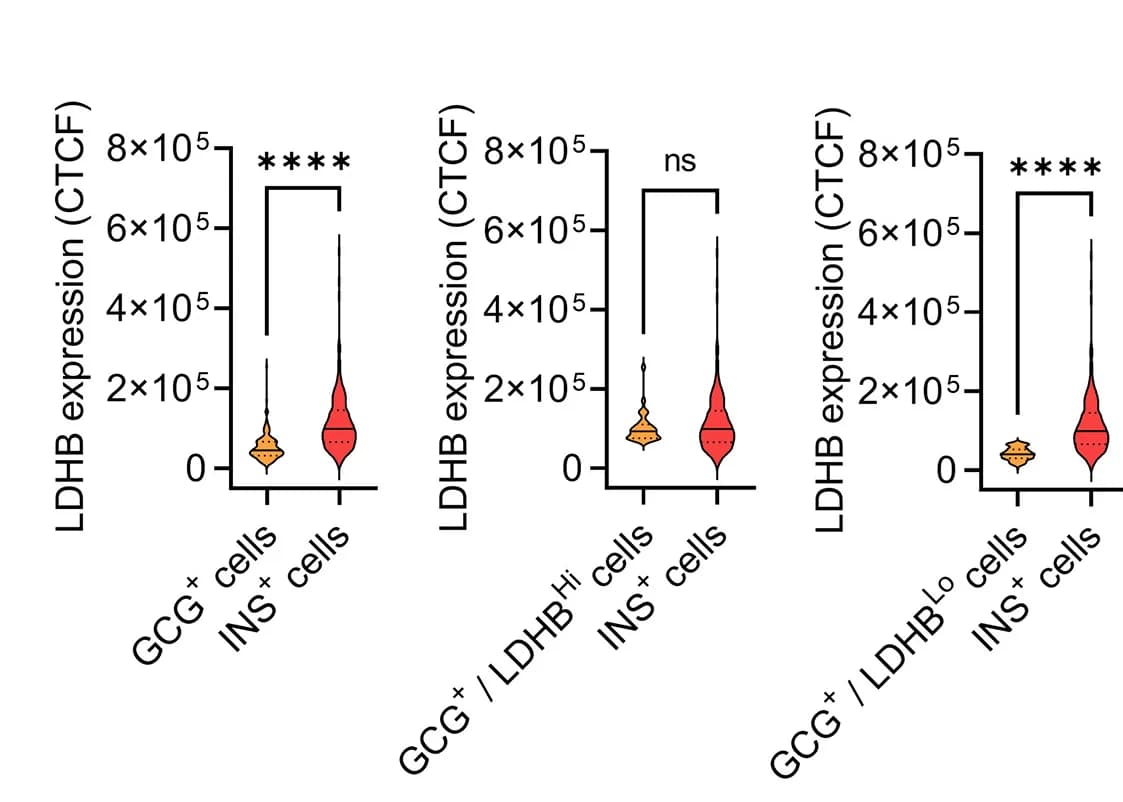 Open access visualization of Violin Plot, LDHB Expression, GCG Cells, INS Cells, Human Pancreas