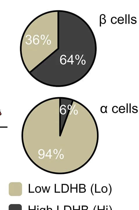 Open access visualization of Pie Chart, LDHB Expression, GCG Cells, INS Cells, Human Islets