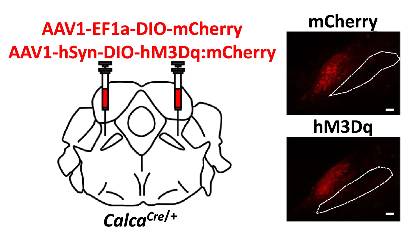 Open access visualization of Microscopy, Illustration, AAV1-Ef1a-DIO-mCherry, AAV1-hSyn-DIO-hM3Dq:mCherry, PBN