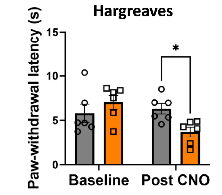 Open access visualization of Bar Plot, Error Bars, Clustered, CNO Injection, Paw Withdrawal Latency