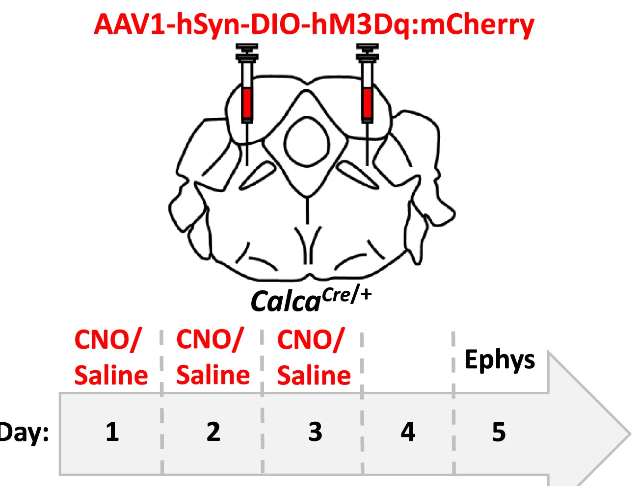 Open access visualization of Illustration, Workflow, AAV1-SYN-DIO-hM3Dq:mCherry, PBN, Calcacre/+ mice