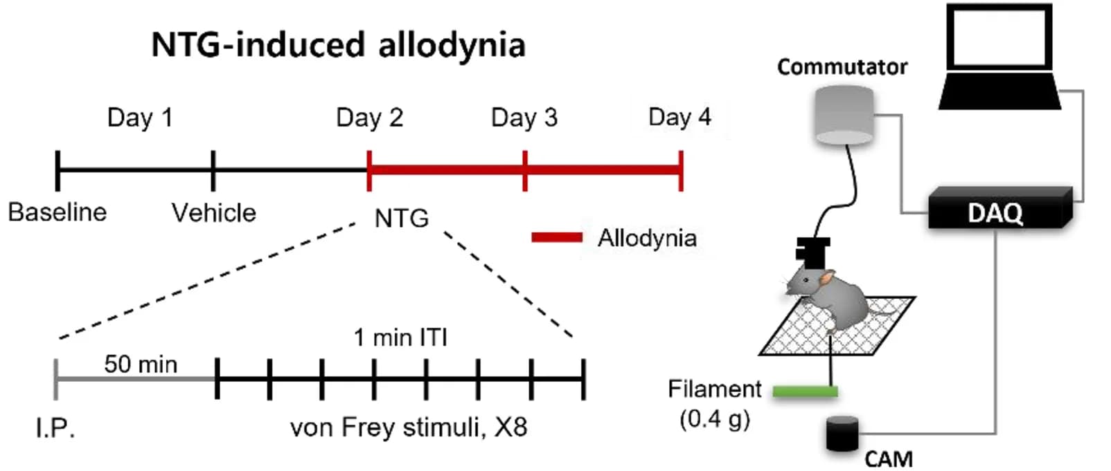 Open access visualization of Workflow, Illustration, Ca2+ Imaging, NTG-Induced Mechanical Allodynia