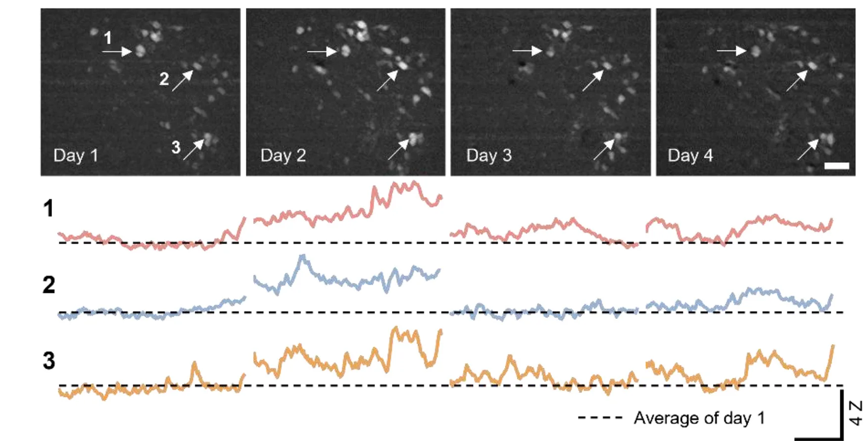 Open access visualization of Line Plot, Microscopy, Calcaneuron Fluorescence Activity, Field of View, Neural Activities