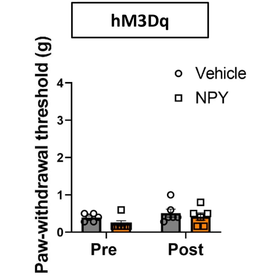 Open access visualization of Bar Plot, Error Bars, Intrathecal Injection, NPYLeu,Pro, CalcaCre:hM3Dq Animals