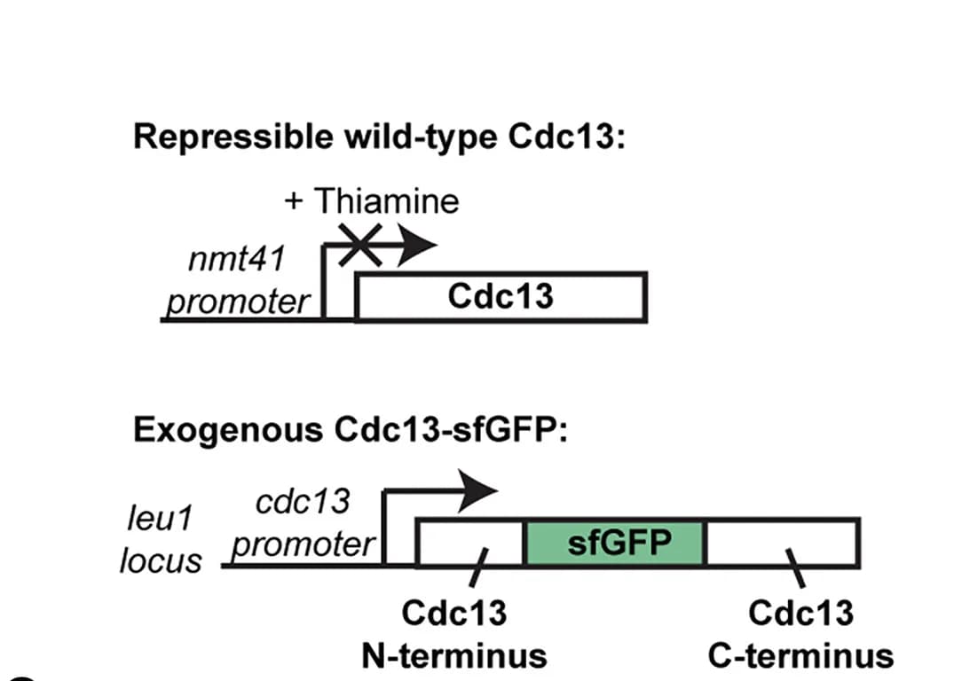 Open access visualization of Workflow, Illustration, Cdc13, Expression System, sfGFP Tag