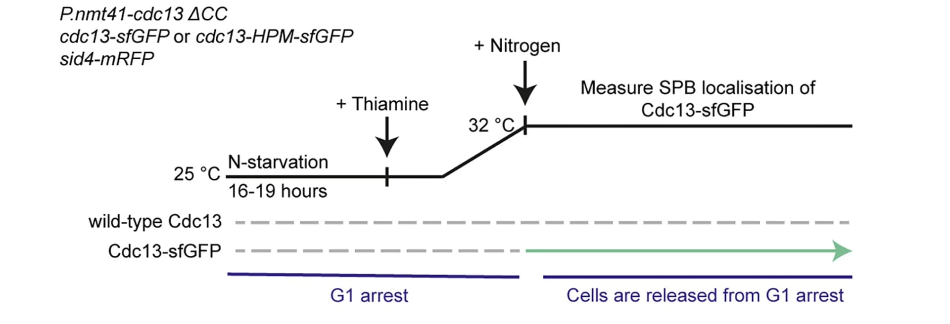 Open access visualization of Workflow, Experimental Design, Nitrogen Starvation, G1 Arrest, Cdc13